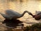 Swan from Lake Forfar.