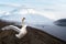 swan lake in Fujiyama mountain