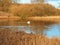 Swan in a lake with golden winter vegetation