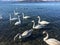 Swan lake grey free wild white water live mountain Japan feed