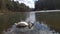 Swan on the lake largest flying birds, including the mute swan