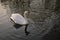 Swan on a lake, late afternoon sunlight