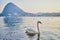 Swan on the lake Lugano in Lugano, Ticino, Switzerland