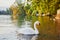 Swan on the lake Lugano in Lugano, Ticino, Switzerland