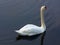 Swan on the lake in midday