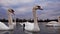 Swan lake. Migratory birds behavior. Kensington palace, Round pond. London.UK.