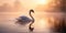 A swan in the lake with mist in the morning