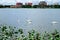Swan in Lake Morton and the city center of lakeland Florida