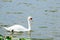 Swan in Lake Morton and the city center of lakeland Florida