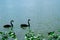 Swan in Lake Morton and the city center of lakeland Florida