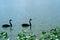 Swan in Lake Morton and the city center of lakeland Florida