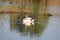 Swan on lake with reed reflections closeup and focus on foreground