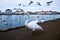 Swan Lake with seagulls.