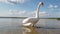 Swan on the lake slow motion