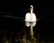 Swan on lake, symmetrical reflected in dark water