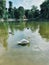 A swan in the lake of Vincennes forest, Paris