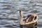 Swan on lake water in sunset day, Swans on pond, nature series.