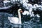 Swan on a lake in winter alpen environment, Bled, slovenian alps