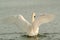 Swan on the lake at winter sunrise