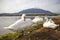 Swan at Lake Yamanaka