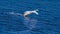 Swan Landing on Blue Water