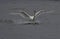 Swan Landing in a Lake