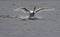 Swan Landing in a Lake