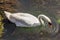 The swan is a large sized water bird, with an average wingspan of between 155 and 250cm depending on the species - up to 310cm rec