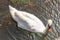 The swan is a large sized water bird, with an average wingspan of between 155 and 250cm depending on the species - up to 310cm rec