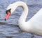 The swan leaned toward the water and bent its own neck