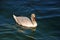 Swan on Limmat River