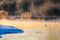 Swan and little ducklings in winter lake in golden sunlight