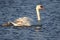 Swan with a Little White Cygnet Riding on it`s Back