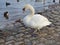 A swan living with many other bird species by the river in the city