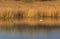 A swan living in a swamp surrounded by reeds