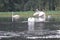 Swan in a local pond with other water fowl.