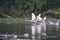 Swan in a local pond with other water fowl.