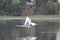 Swan in a local pond with other water fowl.