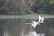 Swan in a local pond with other water fowl.