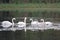 Swan in a local pond with other water fowl.