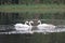 Swan in a local pond with other water fowl.