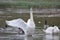 Swan in a local pond with other water fowl.