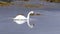 SWAN LOCH SCOTLAND HD