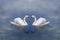 Swan love. Love of swans. Swans pair in a celestial cloudy lake