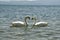 Swan Love - Two Swans