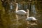 Swan Love. Two swans on a background of water