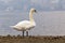 Swan and the Lugano lake on background