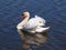 Swan male, Cygnus olor