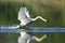 Swan male monitors and intimidates on his lake