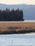 Swan on a Marshy Mountain Lake in the Evening Light